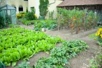 Albi maison de ville Gaillac annonce immbilière. Cultiver son jardin